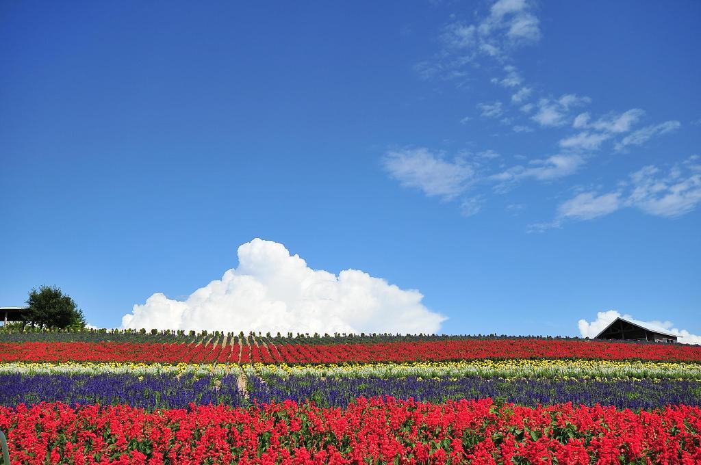 Stripes garden