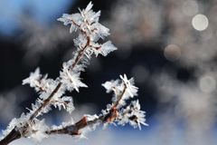 Frozen flowers