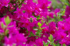 IMGP2654