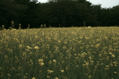 IMGP2749