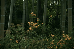 IMGP2703