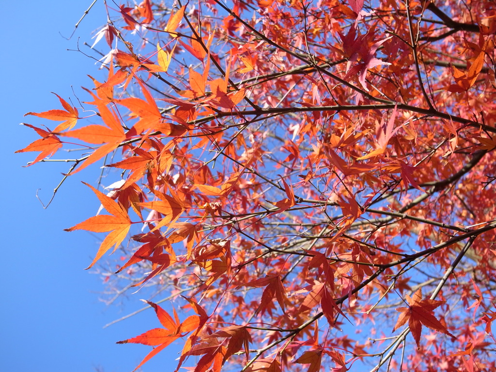 紅葉