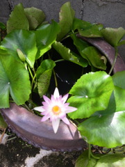 お花