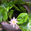 お花