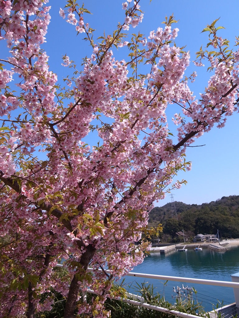 桜　＠直島