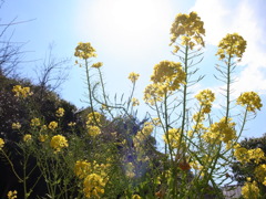 お花