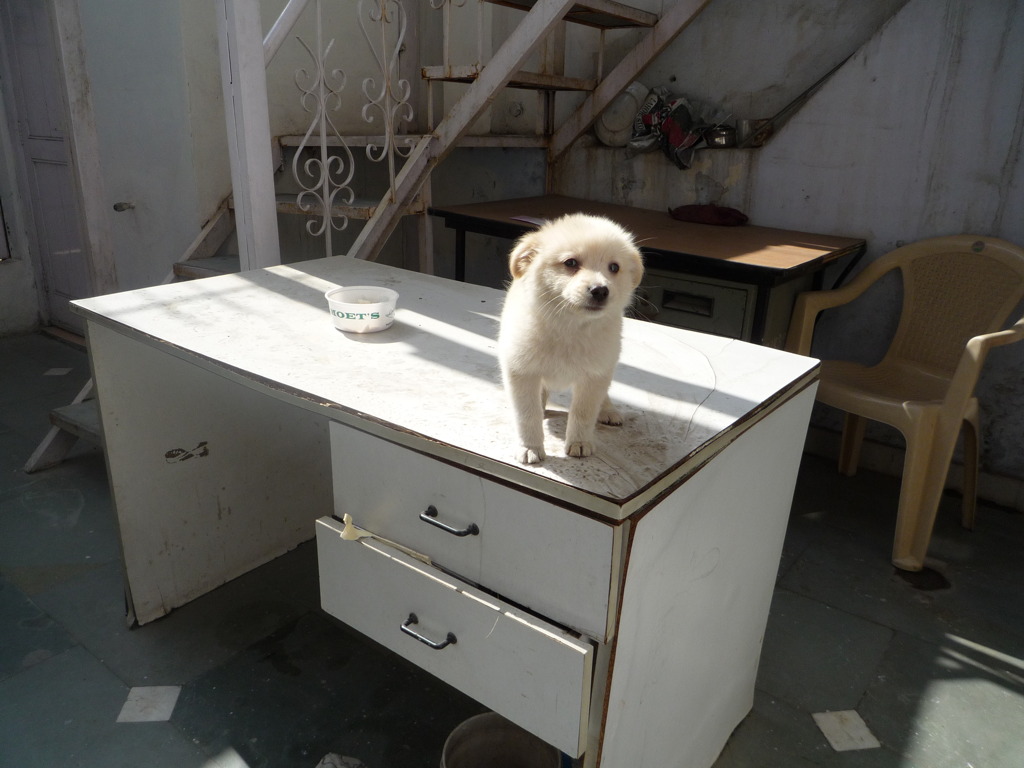 わんこ