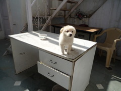 わんこ