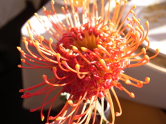 お花