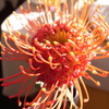 お花