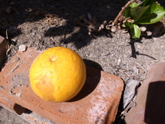 誰かの落とし物