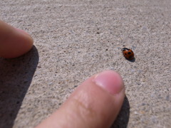 てんとう虫さん