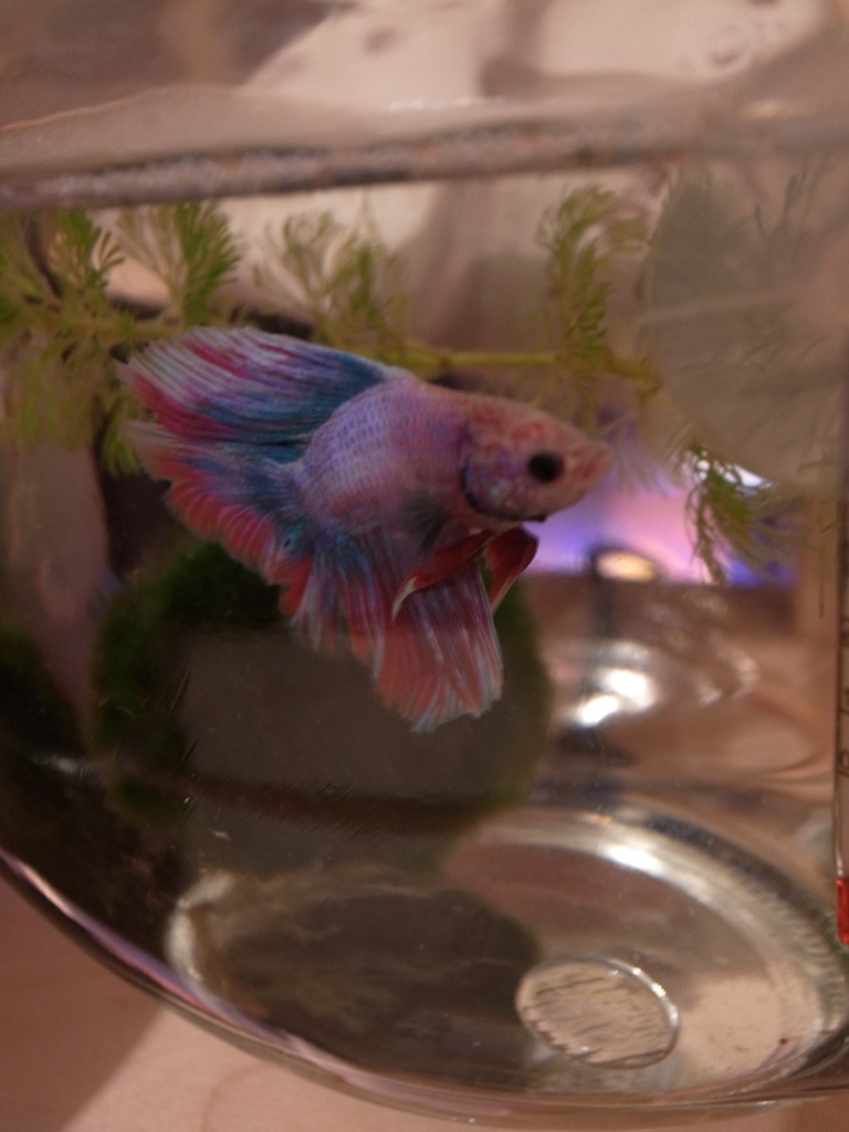 apollo