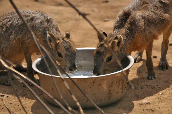 ピチャピチャ仔マーラさんの水飲み