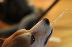 一角獣