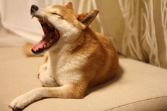 赤ずきんちゃんのオオカミ