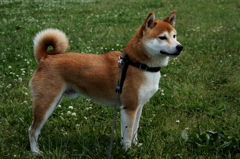 THE SHIBA