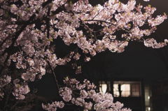桜と家の明かり