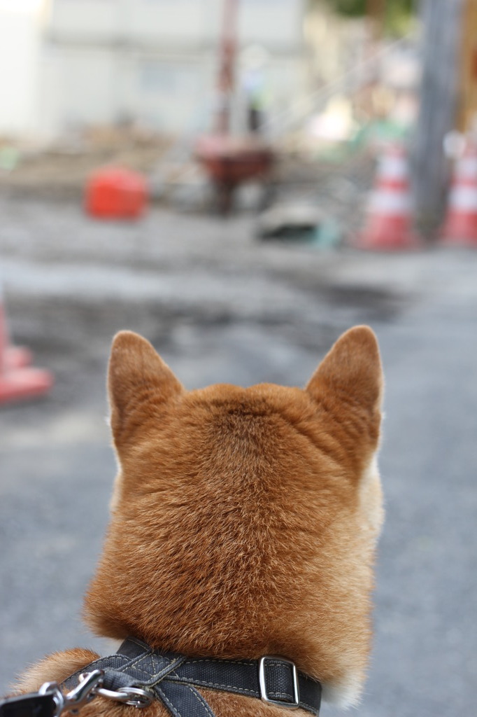 現場がおしえてくれるんだ！