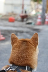現場がおしえてくれるんだ！