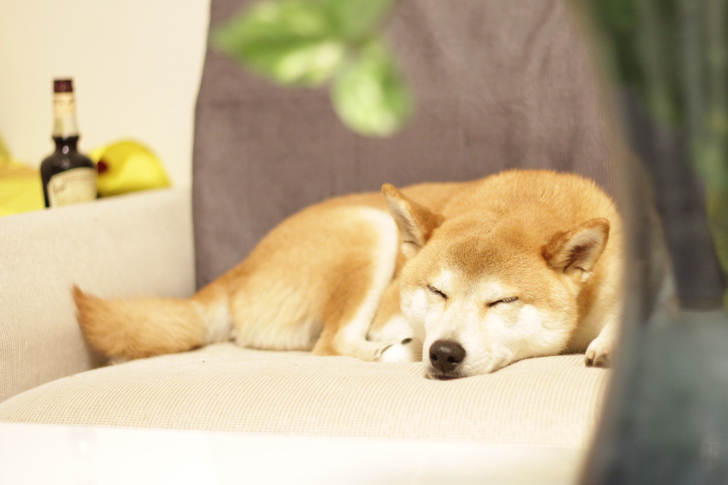 きつね