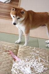 容疑者Ｘ