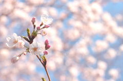 桜の色とかおり