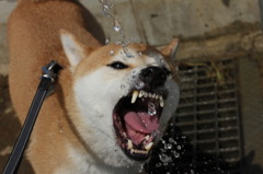 猛獣
