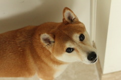 どじょう顔