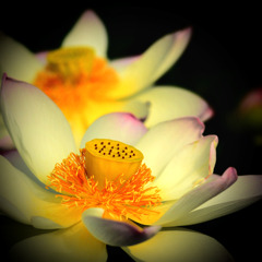 花として生まれて