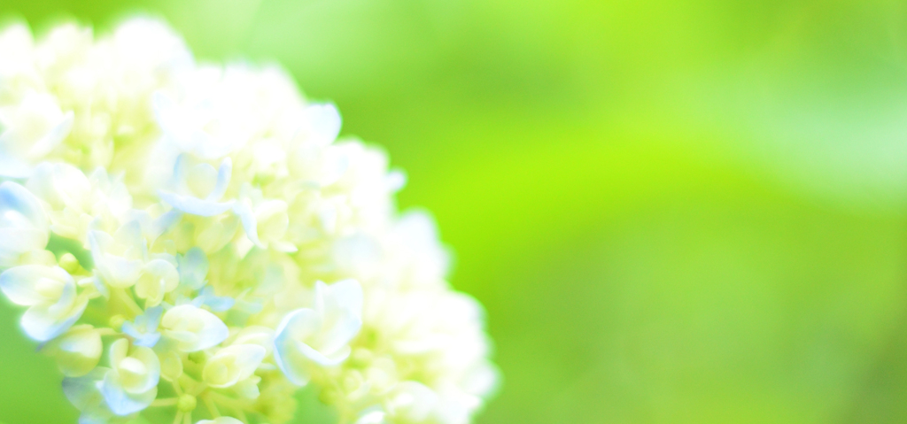 花は、雨季の晴れ間に歌う