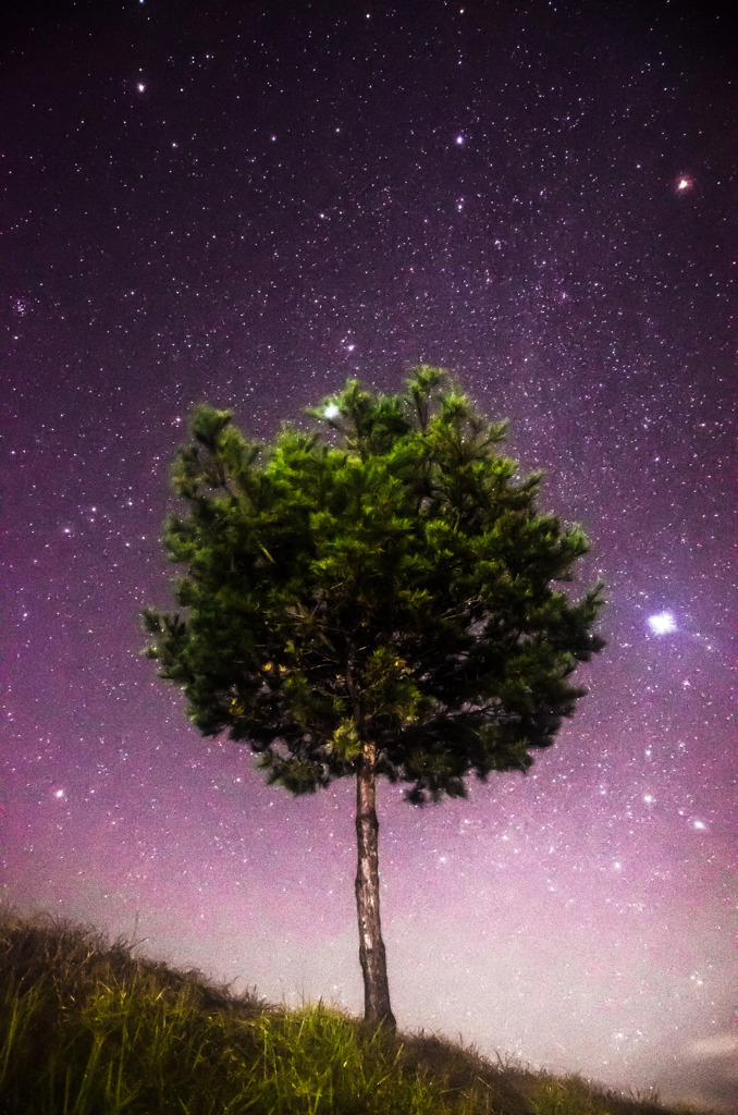 宇宙の木