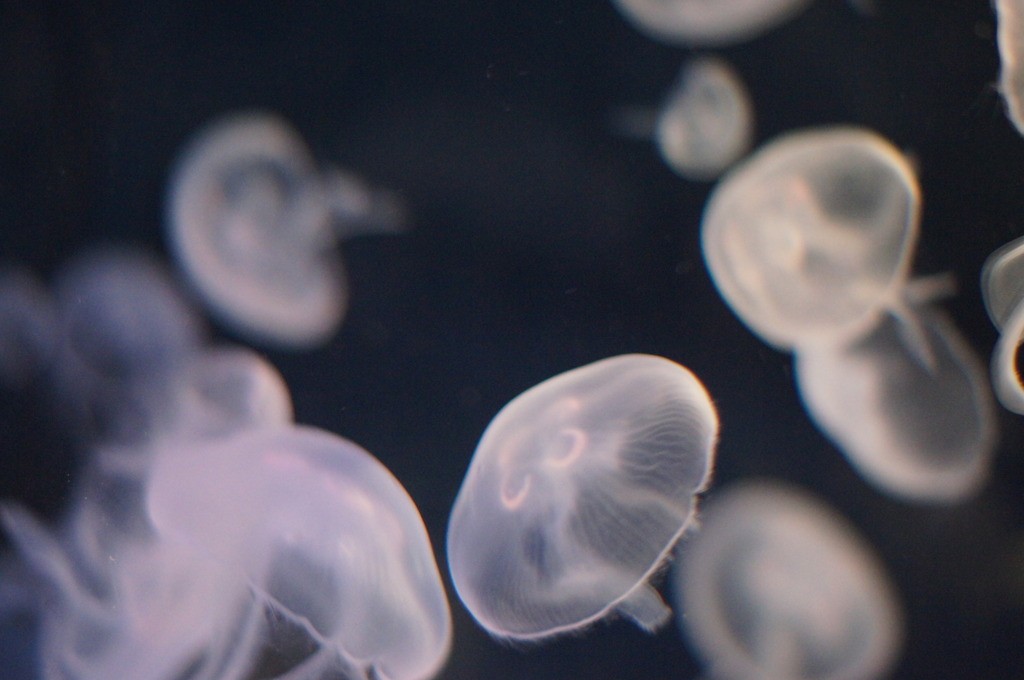 水海月　Moon Jelly