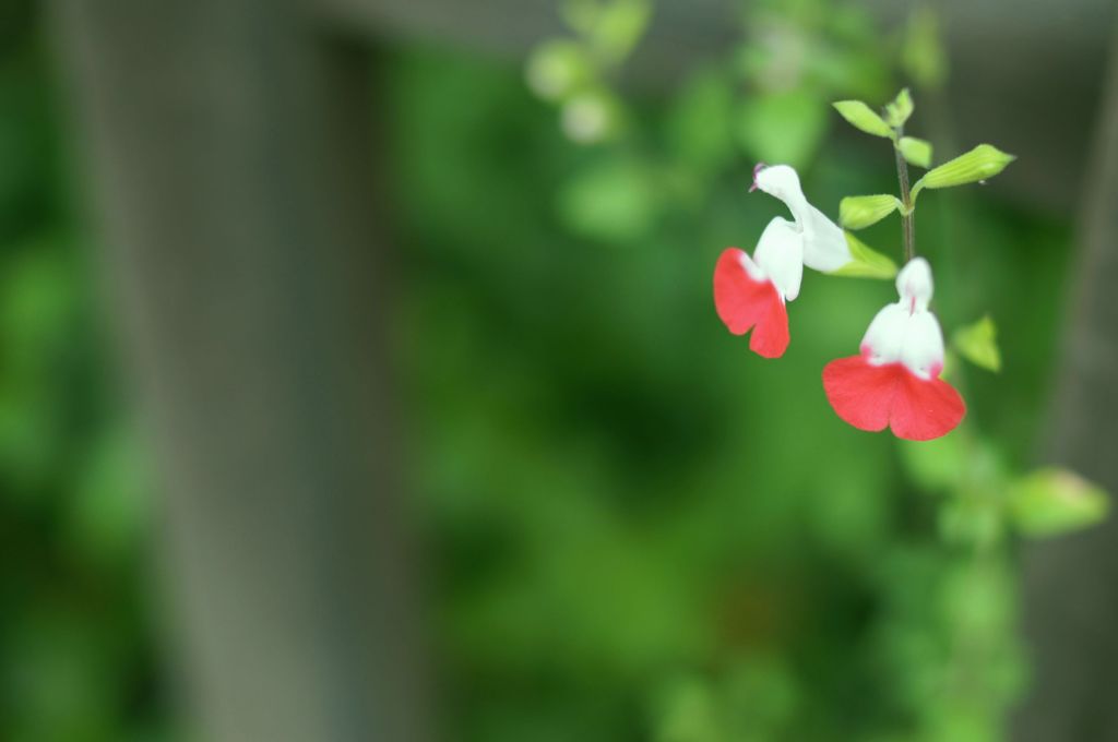 花1