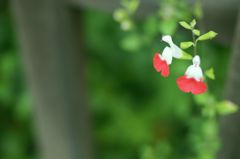 花1