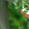 花1