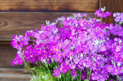 花5