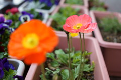 花4