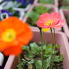 花4
