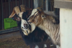 動物3