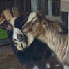 動物3