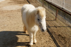 動物9