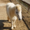 動物9