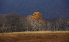 プリマドンナ(修正)