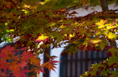 京の秋　8