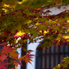 京の秋　8