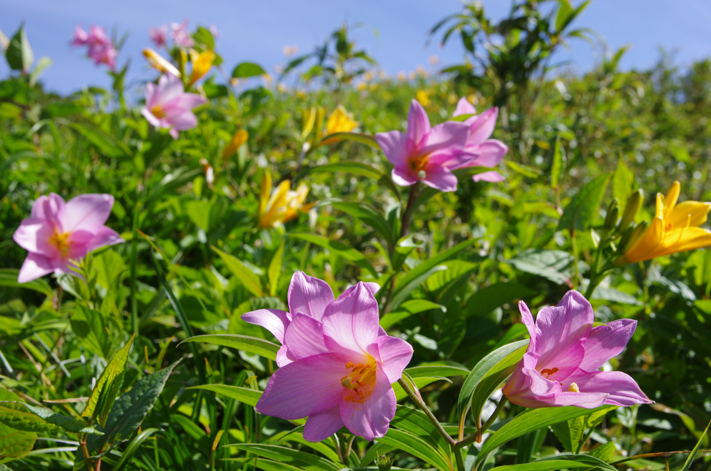 花の園