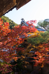 京の秋　4