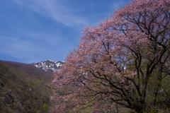 山の桜
