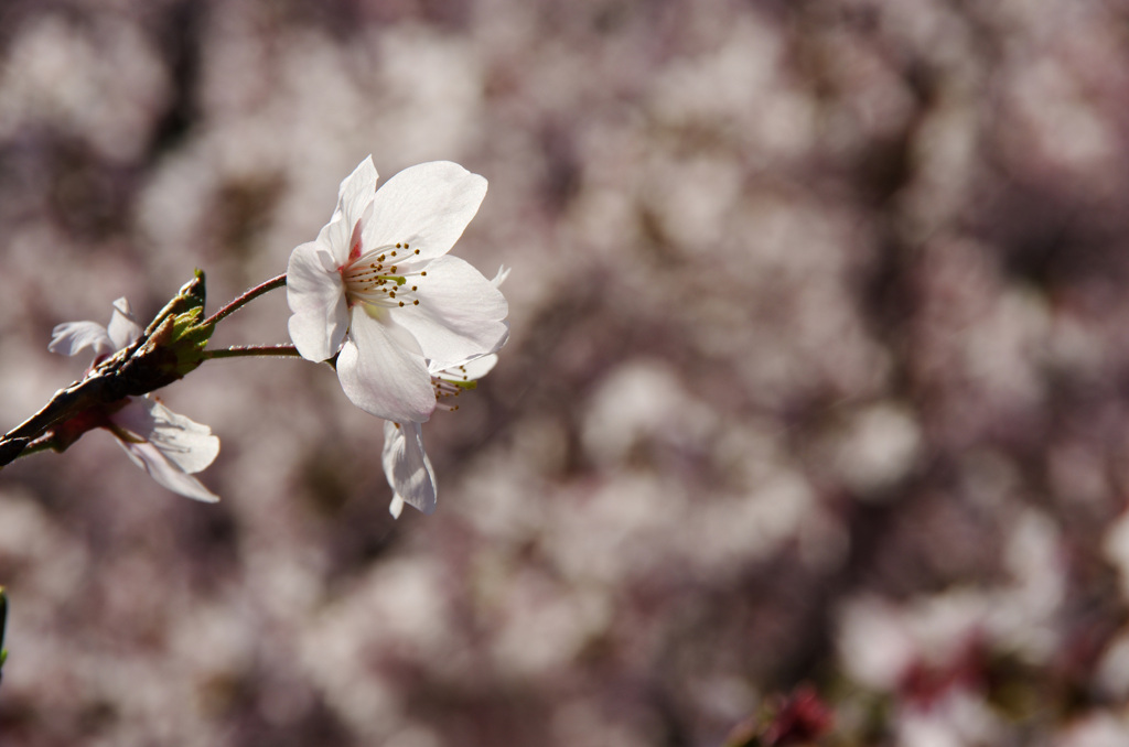 輝く桜